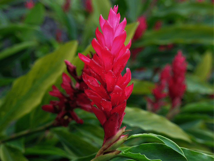 Alpinia purpurata. Zenzero Rosso