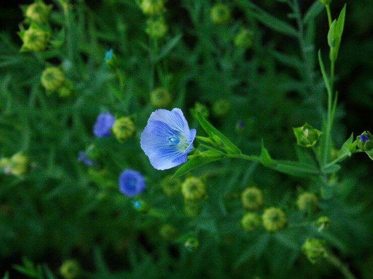 Fiore di lino blu. pianta di lino. campo di lino