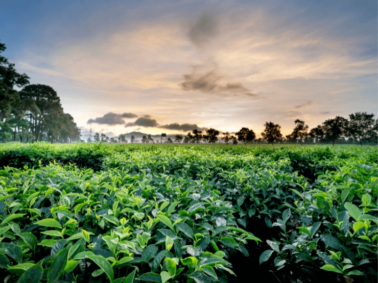 Piantagioni di tè verde sotto il cielo