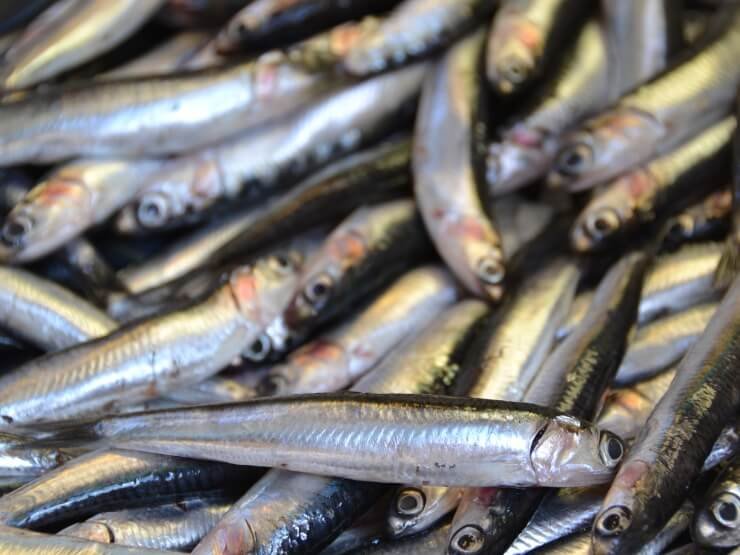 Tante sardine